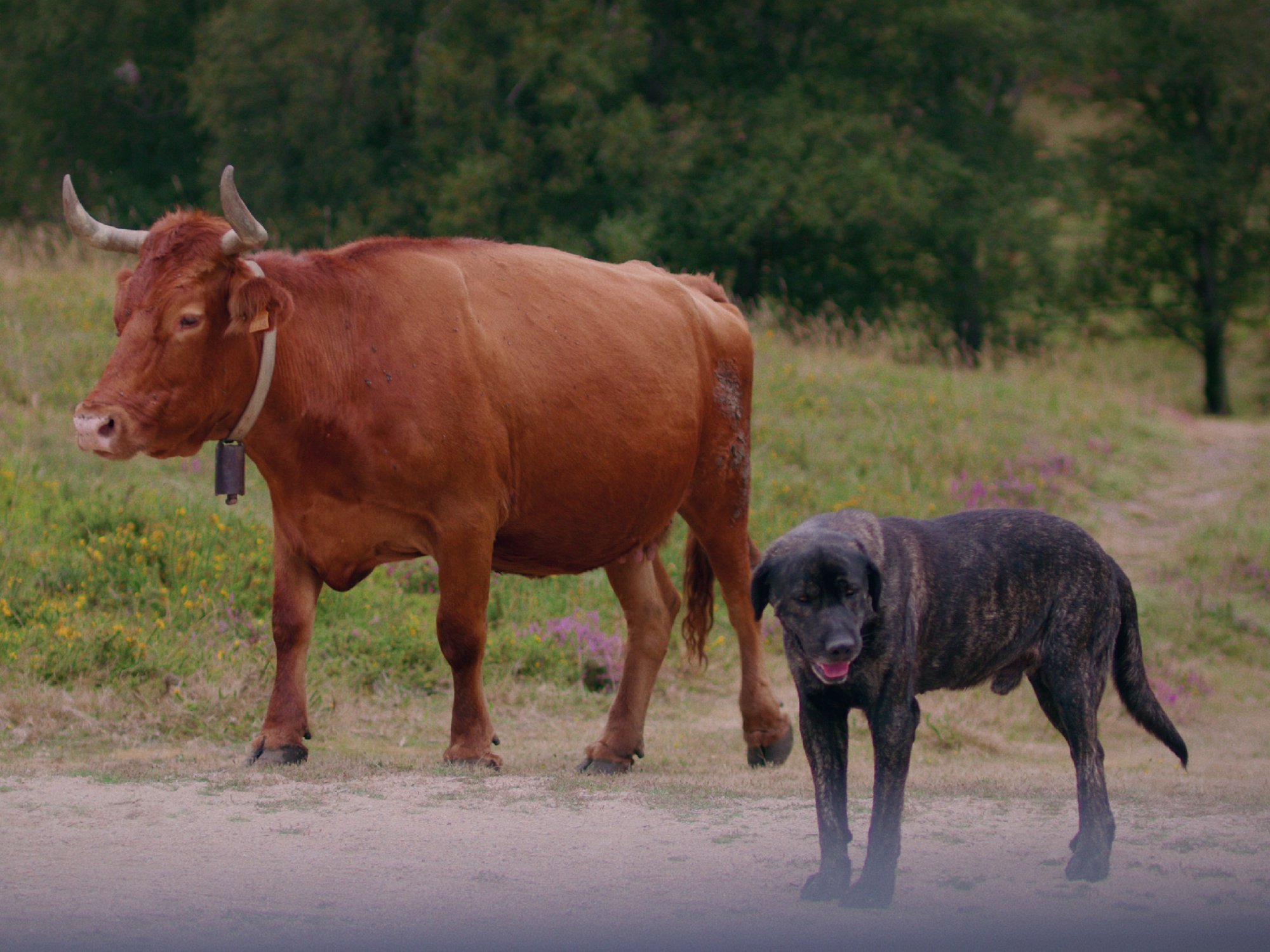 Barnyard to Backyard
