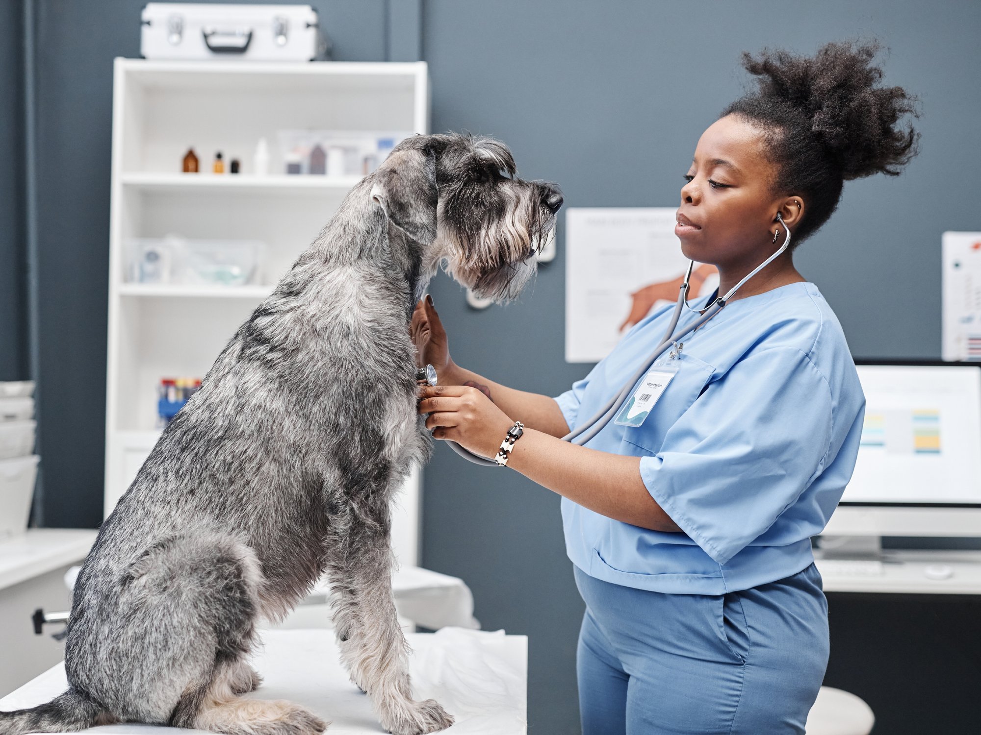Canine Heart Disease