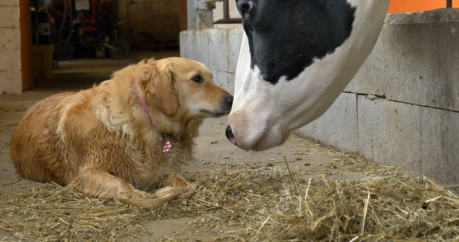 Dog and Cow2