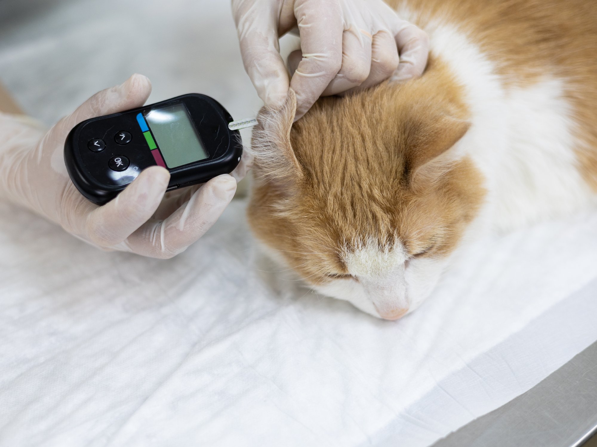 Feline Diabetes