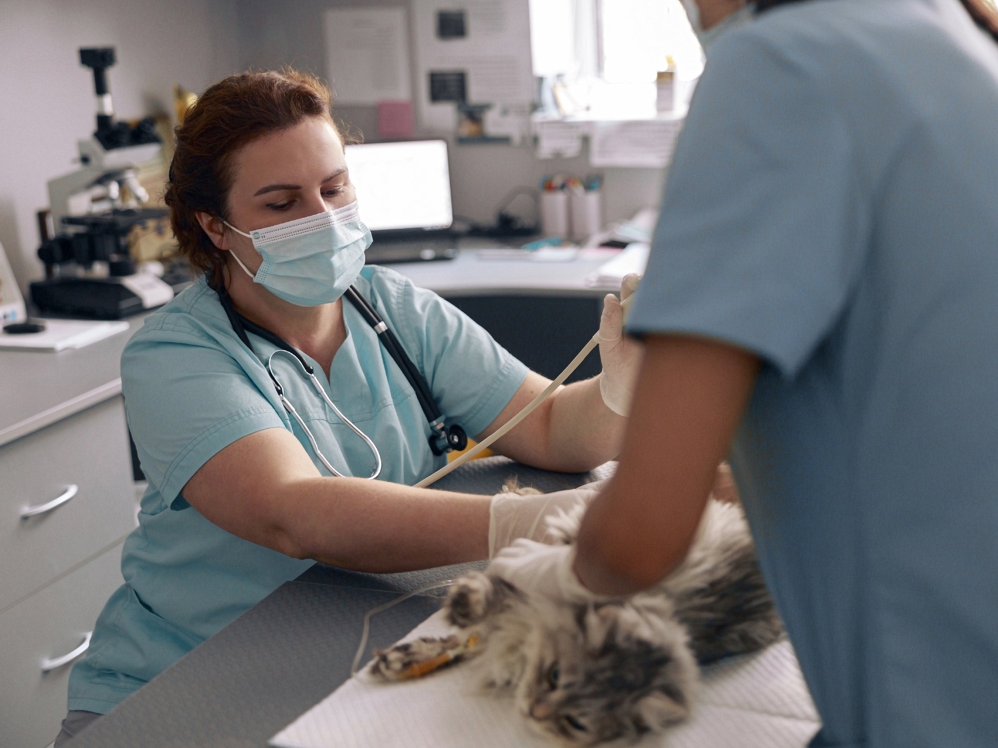 Feline Urinary