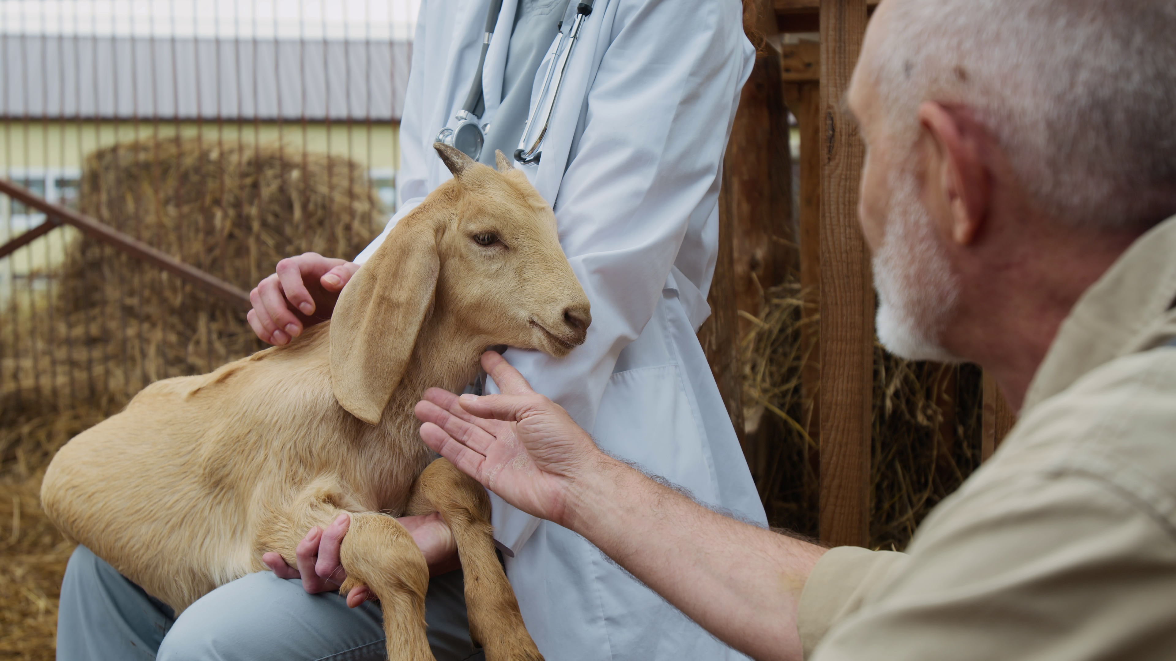 Goat with Vet