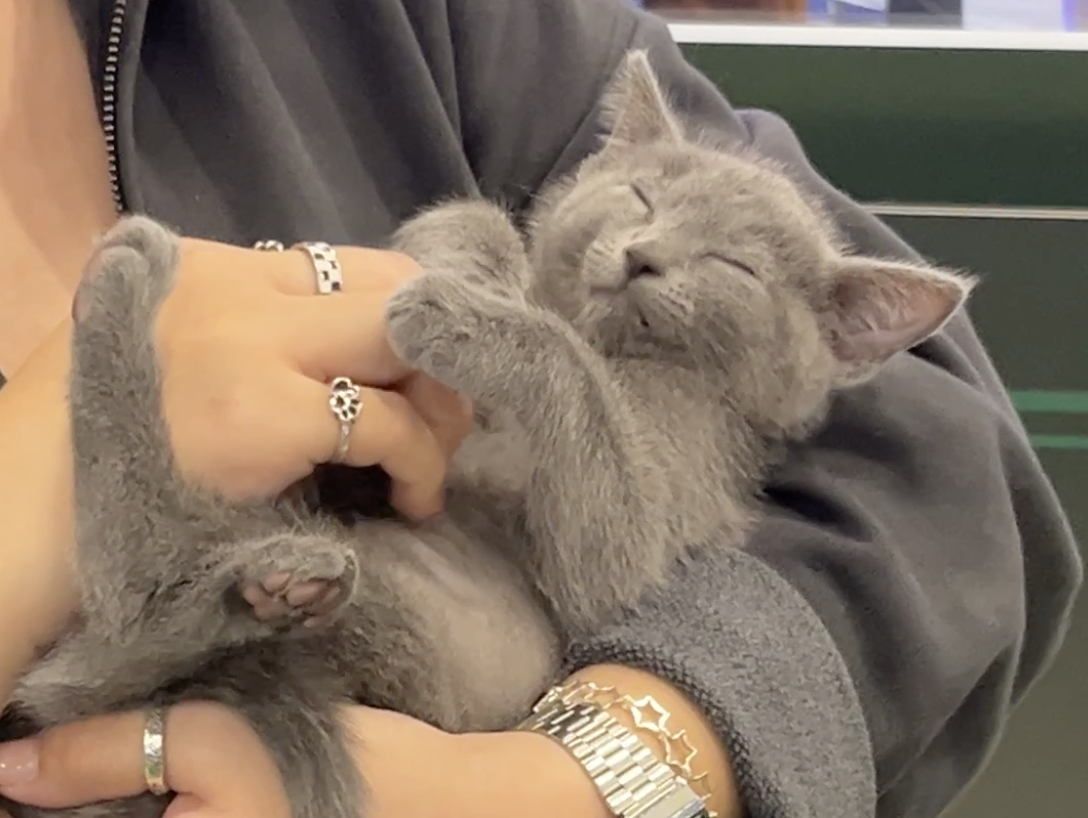 Screenshot 2026-02-17 at 3.54.35 PM