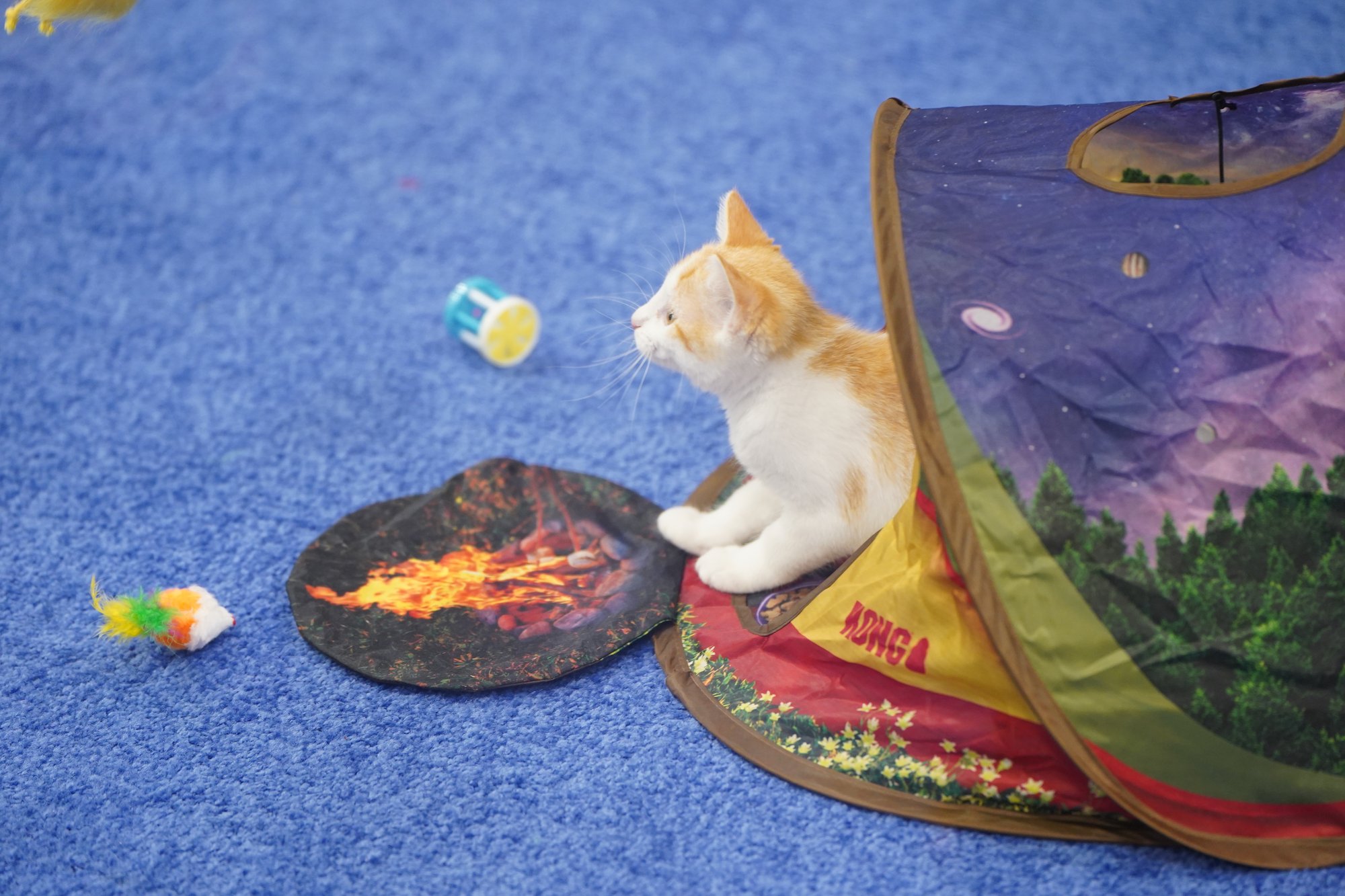 T2507792_Elanco Cat Cafe