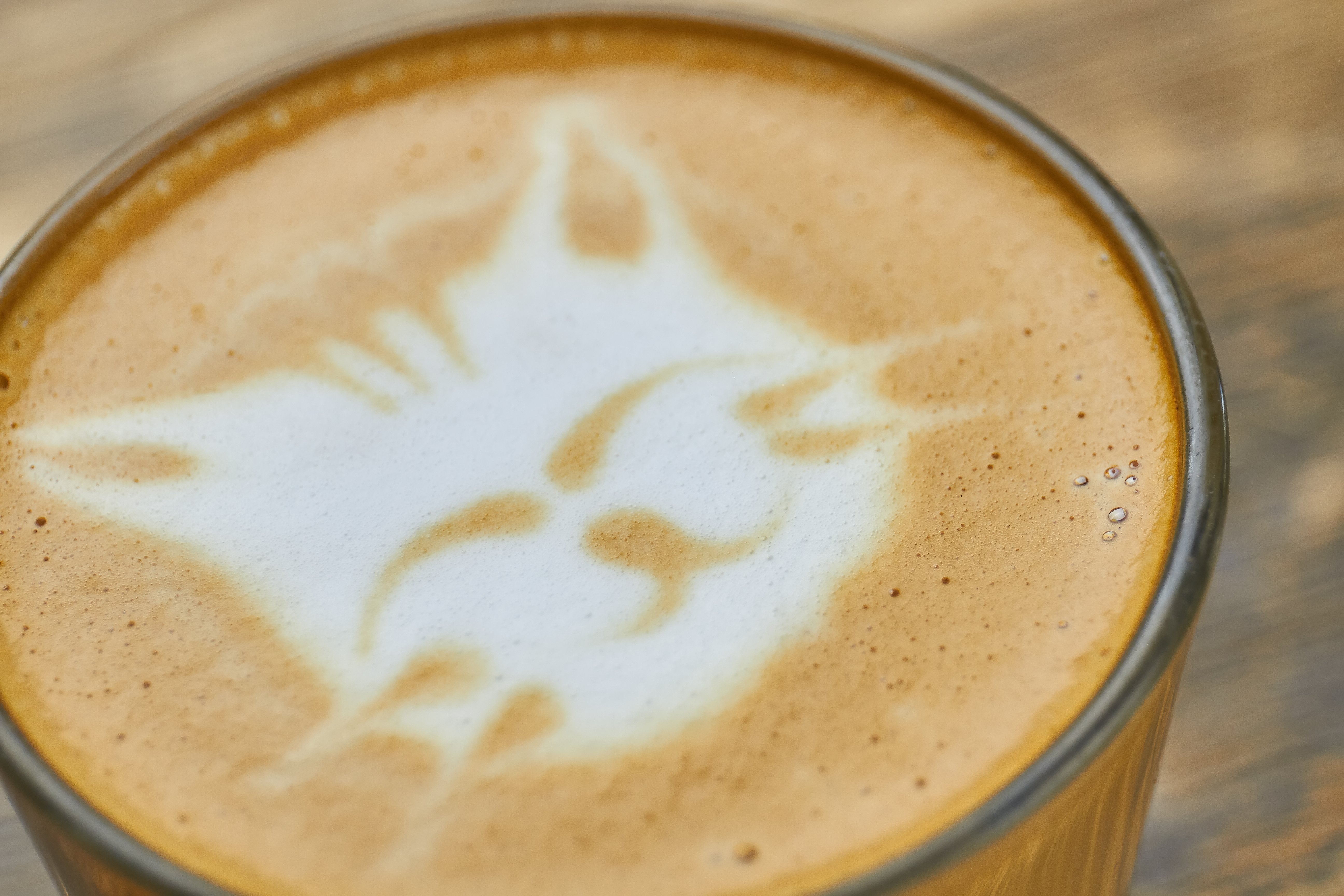 cat cafe coffee - cat face in cappuccino foam