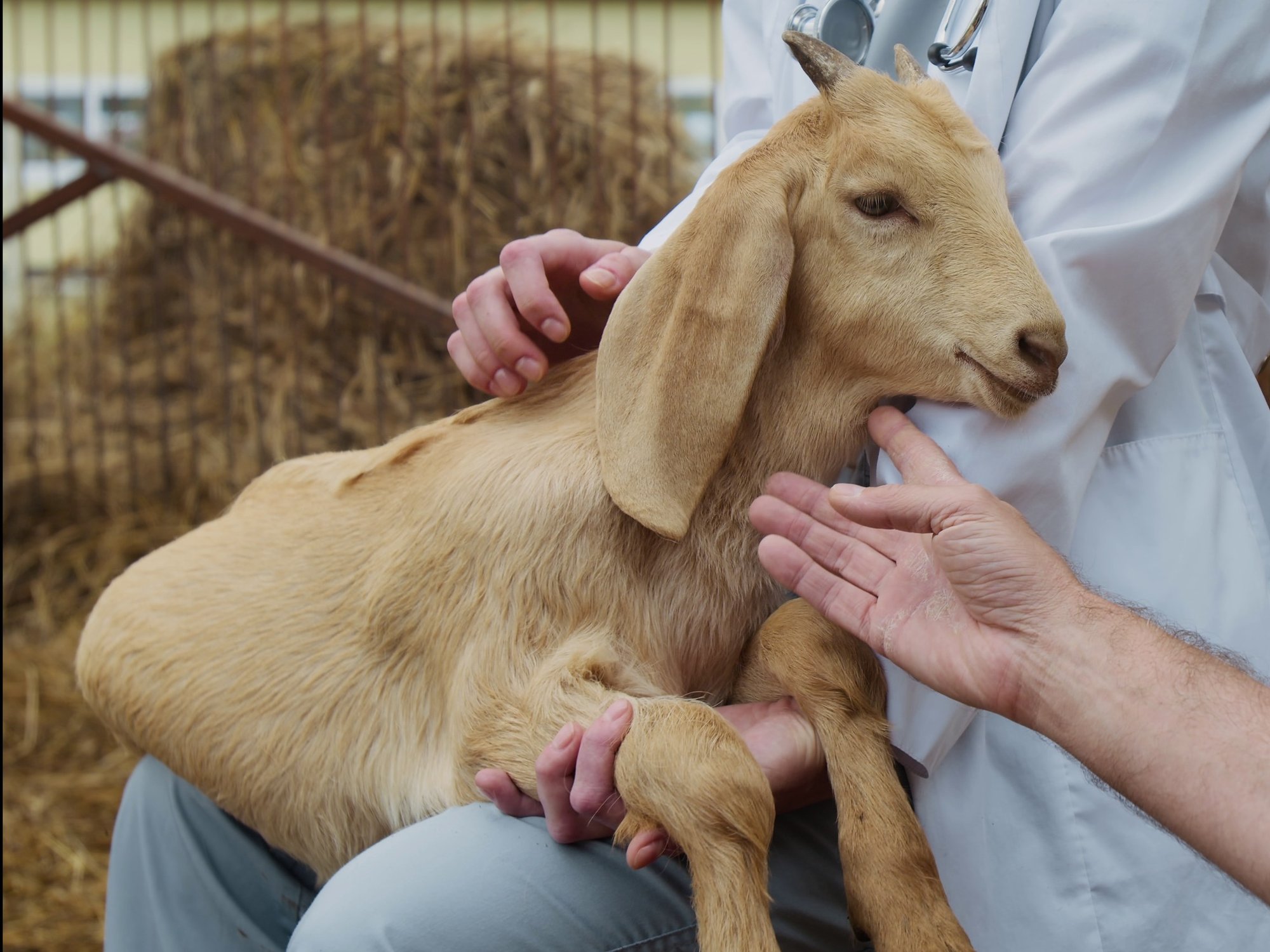 cropped-Goat with Vet