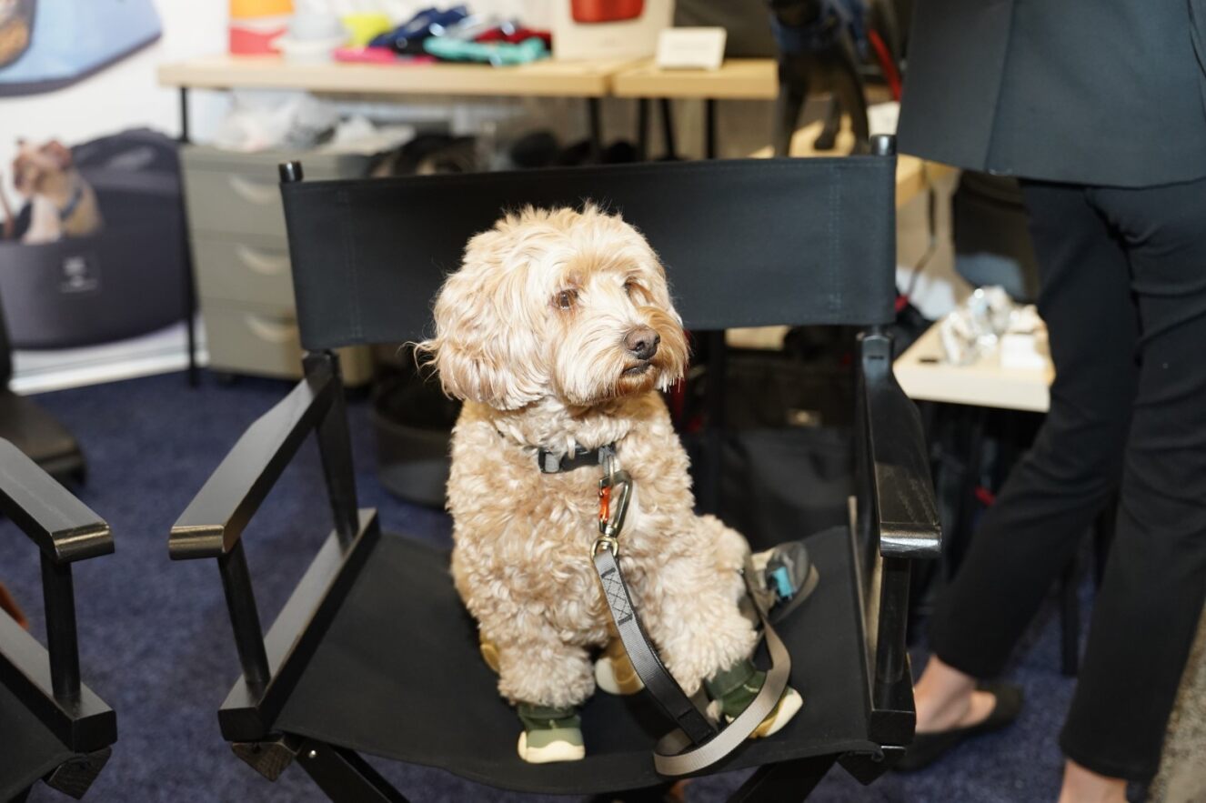 dog at exhibit hall