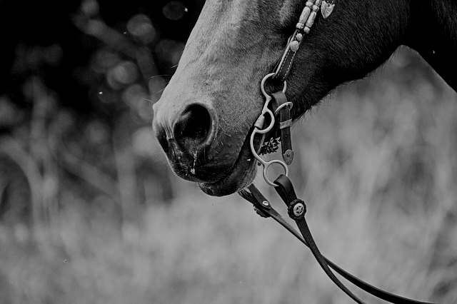 horse-bw