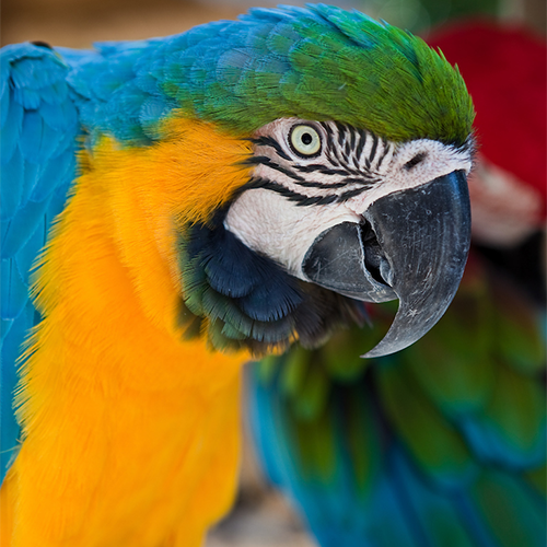 AvianExotics
