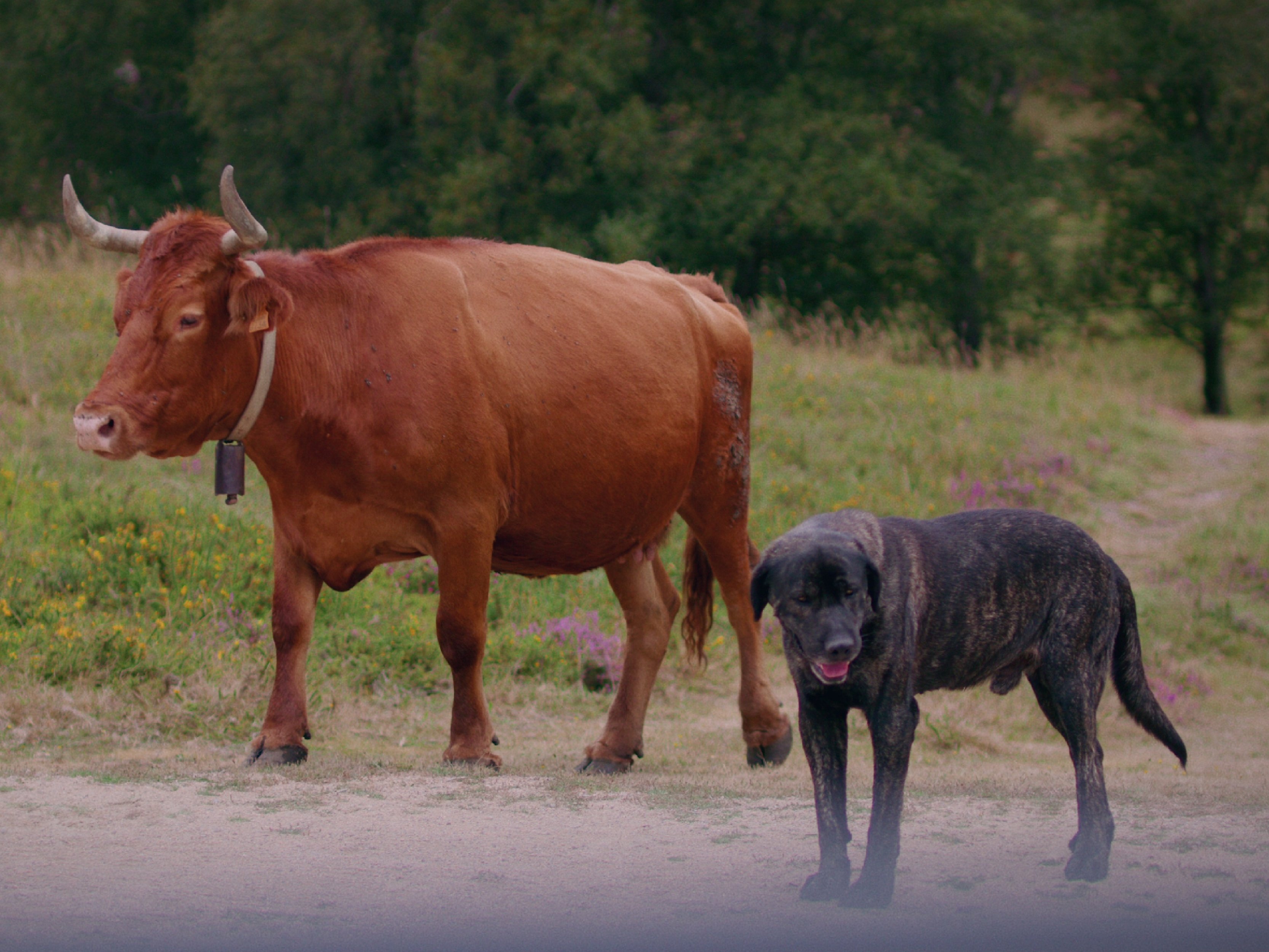 WVC Vegas Education: From Barnyard to Backyard
