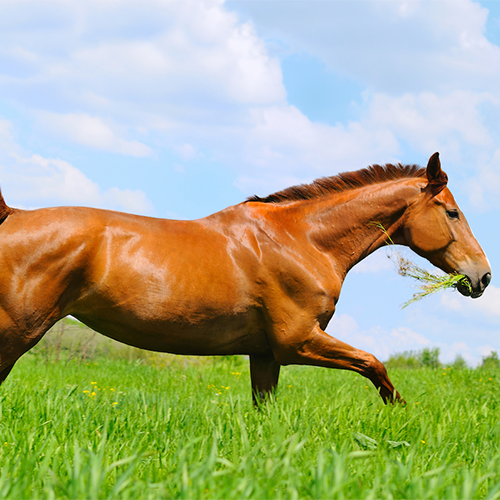Equine