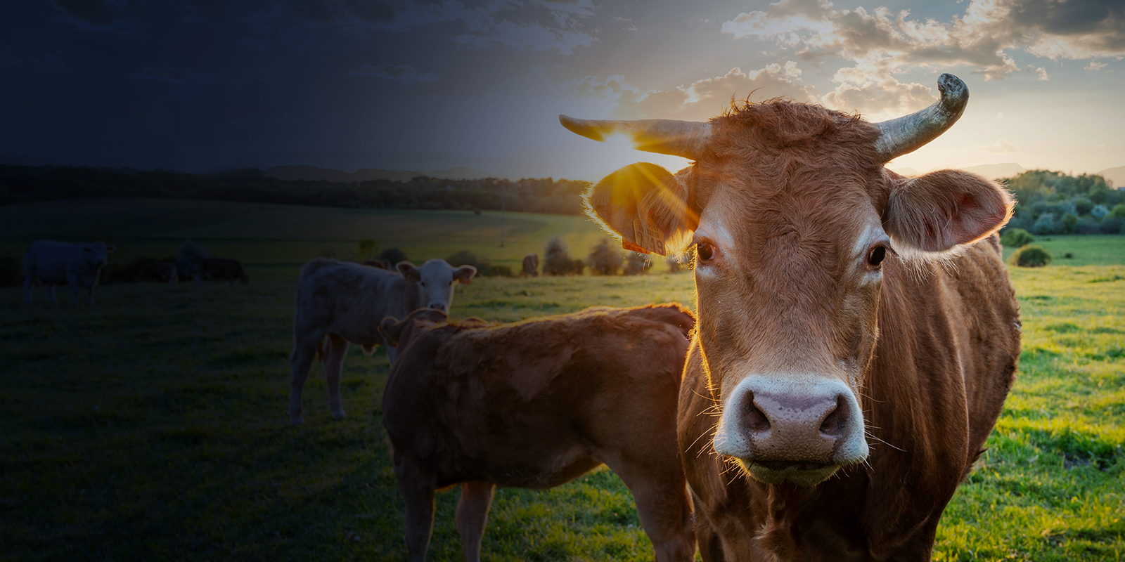 FAIA-Apply_livestock_hero-1
