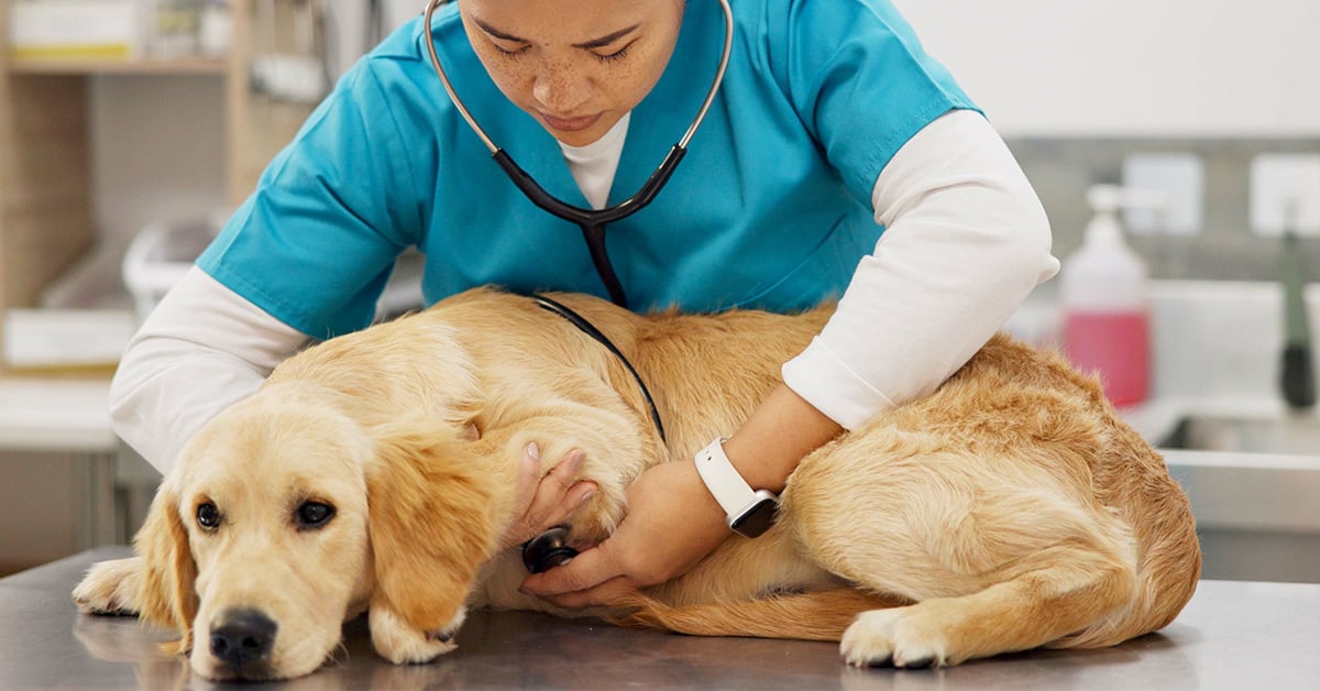 WVC Vegas 2026 Education: Old Dog Problems - Decoding Cheese’s Limp