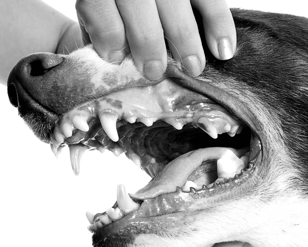 small-animal dentistry-1-bw