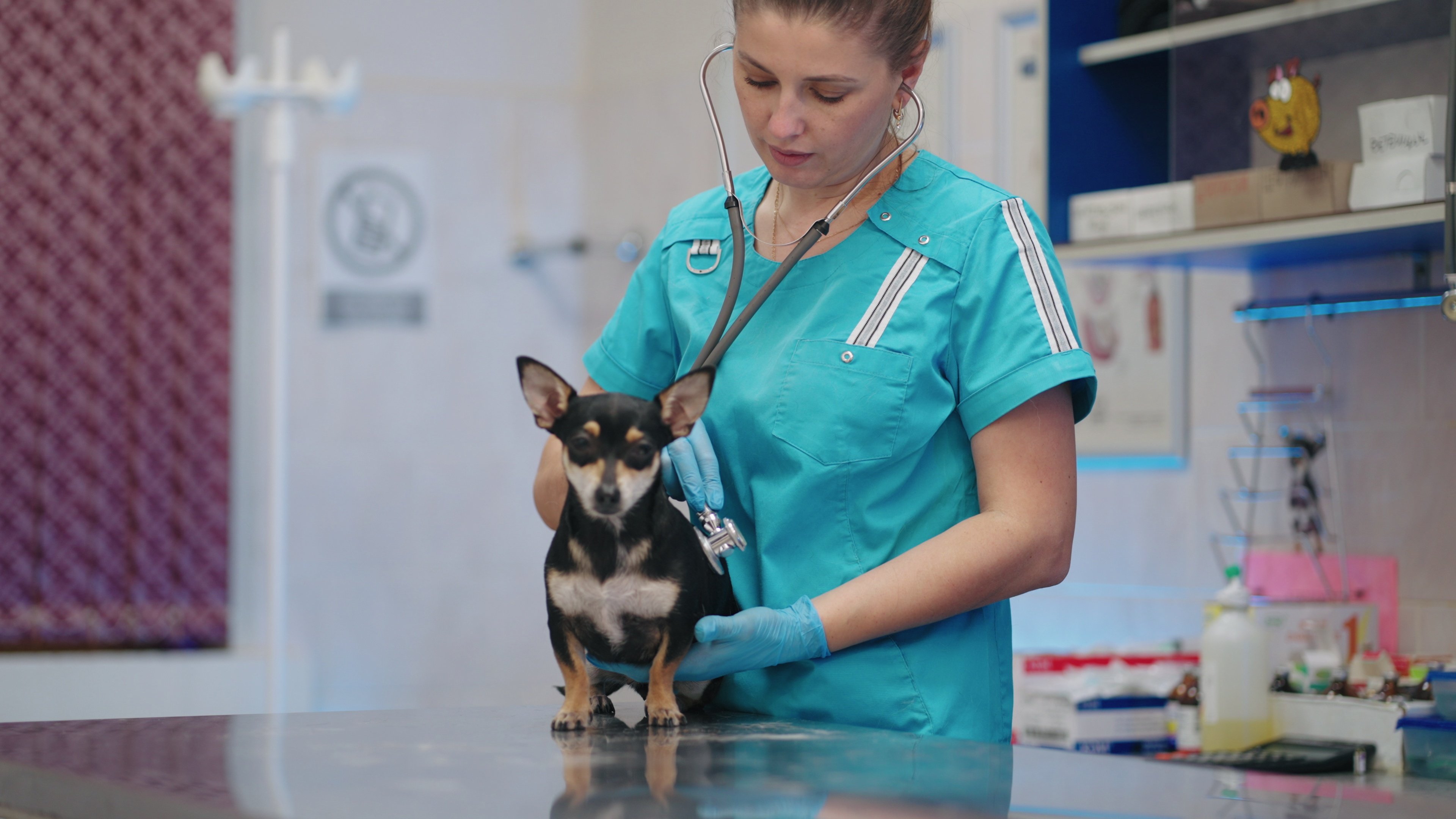 Demystifying the Path to Veterinary Technician Specialization